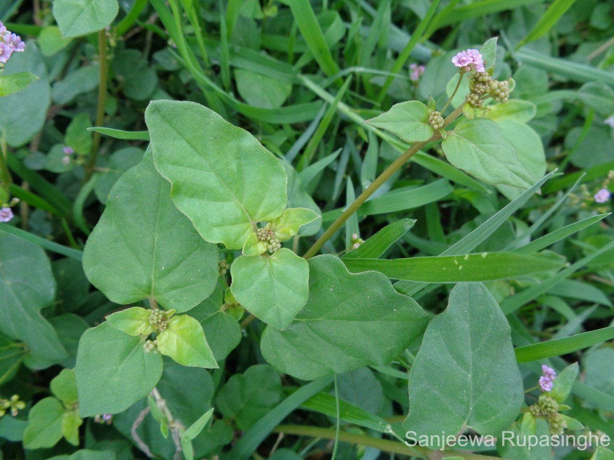 Boerhavia diffusa L.